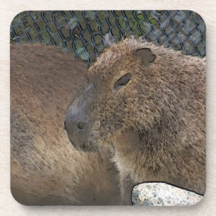 toony Capibarah Coaster