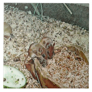 Toony dwarf mice ceramic tile