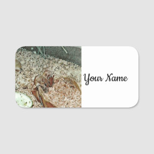 Toony dwarf mice name tag
