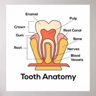 Tooth Anatomy Chart