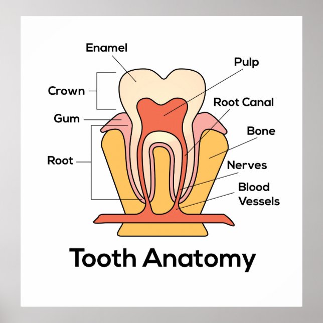 Tooth Anatomy Chart (Front)