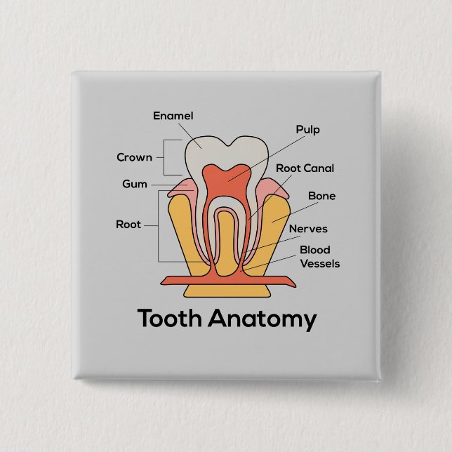 Tooth Anatomy Chart 15 Cm Square Badge (Front)