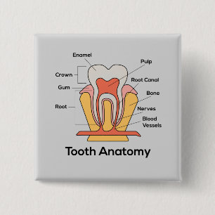 Tooth Anatomy Chart 15 Cm Square Badge