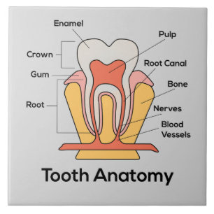 Tooth Anatomy Chart Ceramic Tile