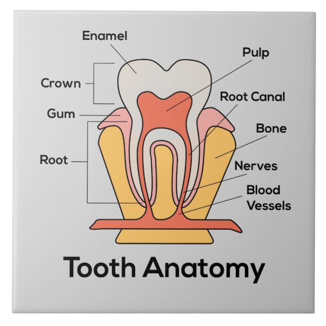 Tooth Anatomy Chart Ceramic Tile (Front)