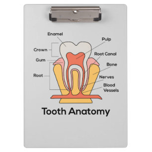 Tooth Anatomy Chart Clipboard