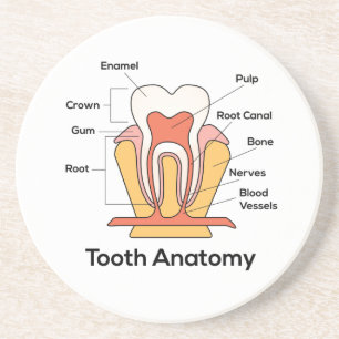 Tooth Anatomy Chart Coaster