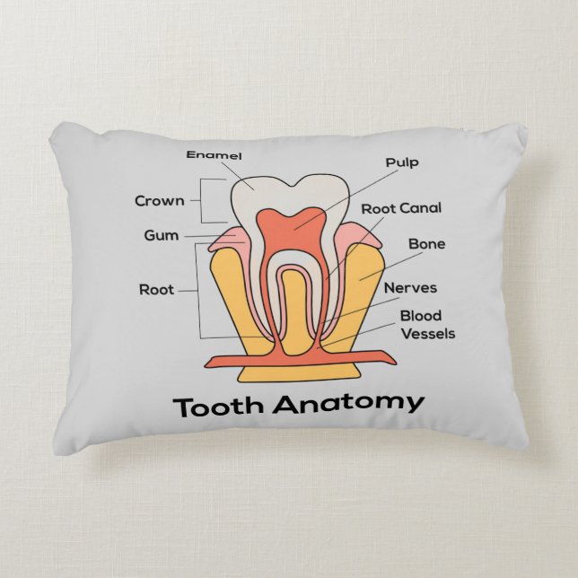 Tooth Anatomy Chart Decorative Cushion (Front)