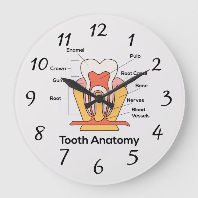Tooth Anatomy Chart Large Clock (Front)