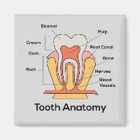 Tooth Anatomy Chart