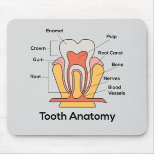 Tooth Anatomy Chart Mouse Pad