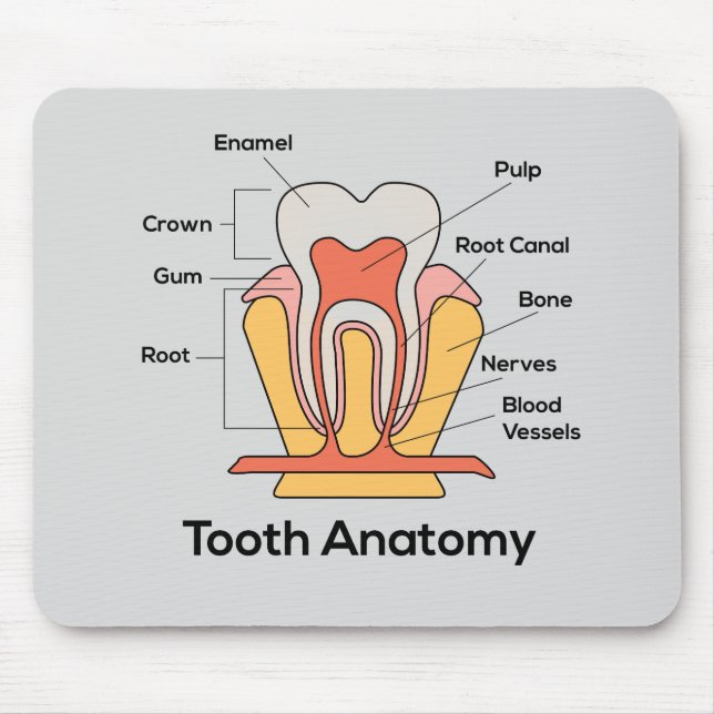 Tooth Anatomy Chart Mouse Pad (Front)