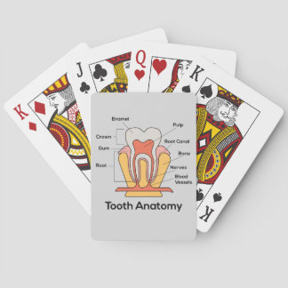 Tooth Anatomy Chart Playing Cards