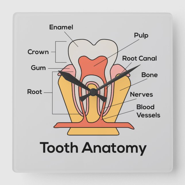 Tooth Anatomy clock (Front)