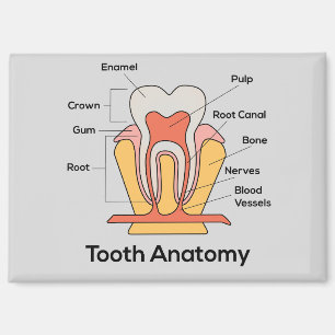 Tooth Anatomy Magnet