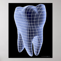 Tooth, computer artwork of a molar tooth