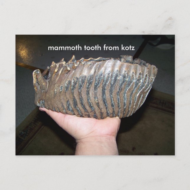 tooth, mammoth tooth from kotz postcard (Front)