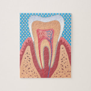TOOTH STRUCTURE JIGSAW PUZZLE