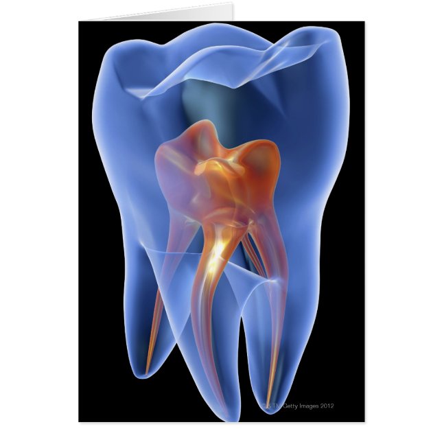 Tooth, transparent cross section of a molar (Front)