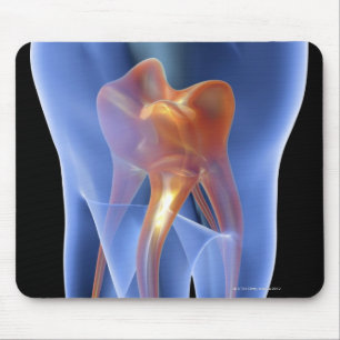 Tooth, transparent cross section of a molar mouse pad