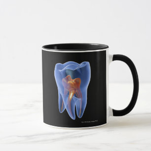 Tooth, transparent cross section of a molar mug
