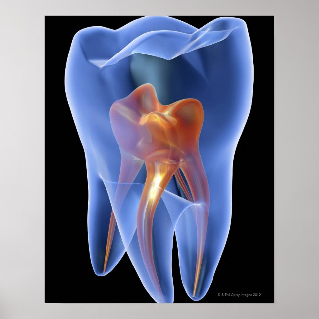 Tooth, Transparent Cross Section of a Molar Poster (Front)