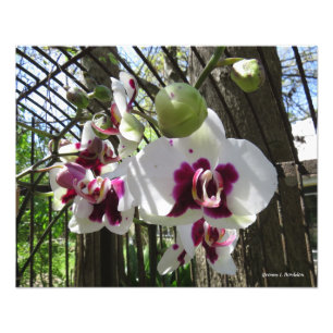 Toothed Purple and White Phalaenopsis Orchid Photo Print