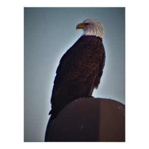 "Top Bird" Photo Print