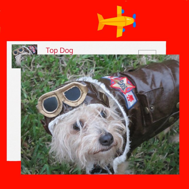 Top Dog in Aviator Outfit Postcard (Creator Uploaded)