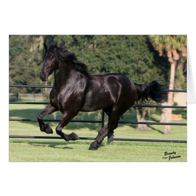 Top Hat Friesians (Front Horizontal)