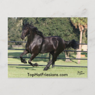 Top Hat Friesians Postcard