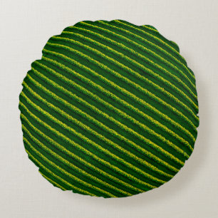Top view of rows blackcurrant bushes, cultivated l round cushion