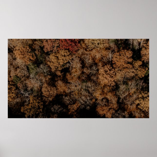 Top-view photography of tree poster (Front)