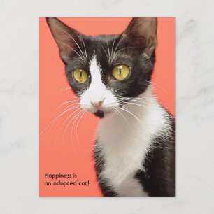 Topenga - Happiness is an adopted cat! Postcard