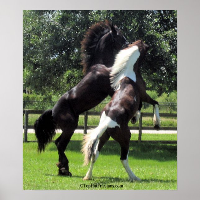 TopHatFriesians.com Poster (Front)
