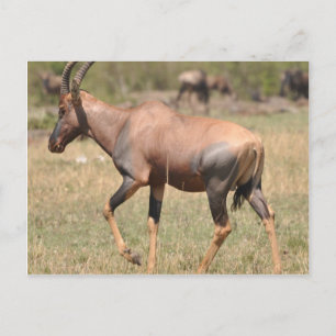 Topi (Antelope) in Serengeti Postcard