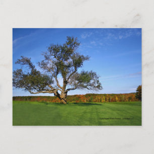 Topsmead State Forest, Litchfield CT Postcard