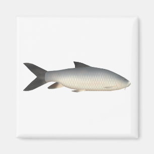 Tor Mahseer Magnet