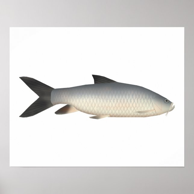 Tor Mahseer Poster (Front)