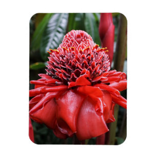 Torch Ginger Magnet