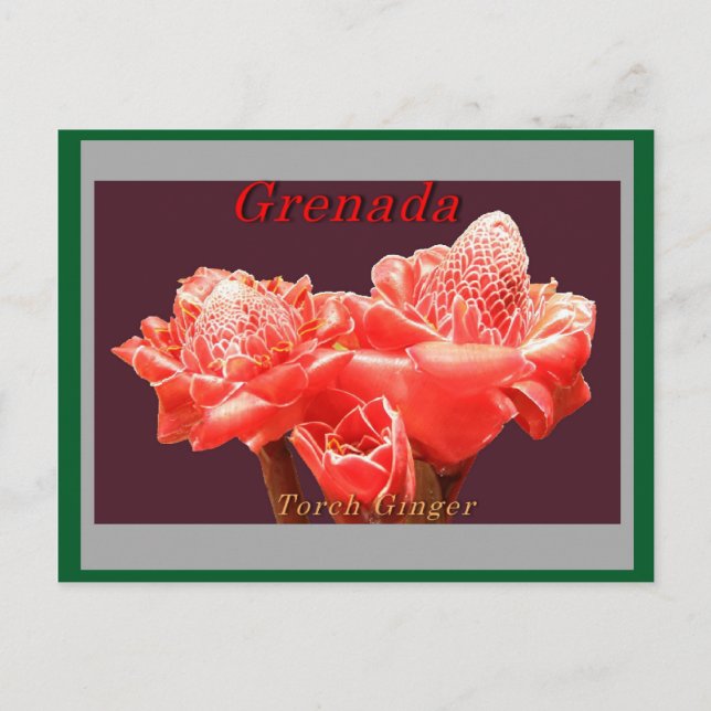 Torch Ginger Postcard (Front)