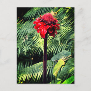Torch Ginger Postcard