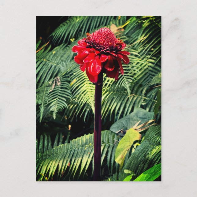 Torch Ginger  Postcard (Front)
