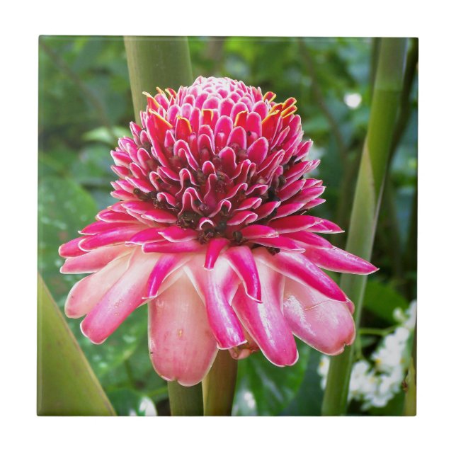 Torch Ginger tropical flower Tile (Front)