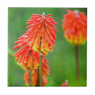 Torch Lily (Kniphofia Uvaria), Western Cape Ceramic Tile