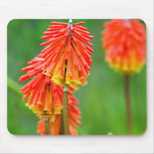 Torch Lily (Kniphofia Uvaria), Western Cape Mouse Pad