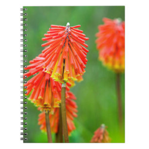 Torch Lily (Kniphofia Uvaria), Western Cape Notebook