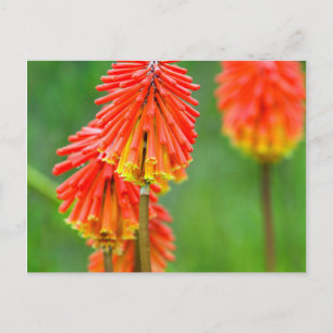 Torch Lily (Kniphofia Uvaria), Western Cape Postcard