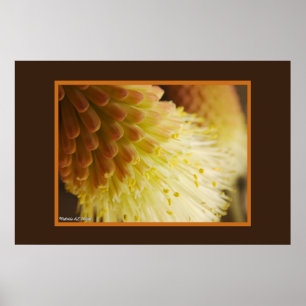 Torch Lily Red Hot Poker Flower Close-Up Photo Poster