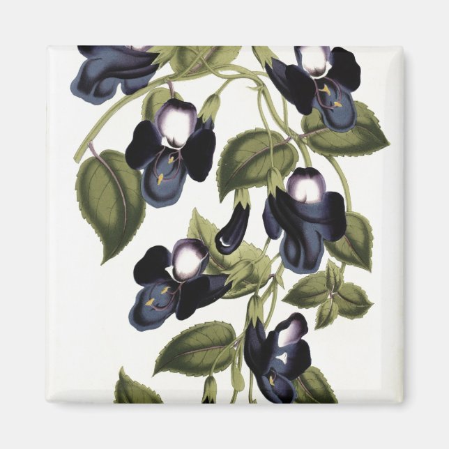 Torenia Asiatica pulcherrima Magnet (Front)